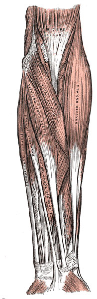 The carpal tunnel of the wrist and the forearm muscles whose tendons slide through it. 