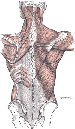 Back Muscles from Gray's Anatomy